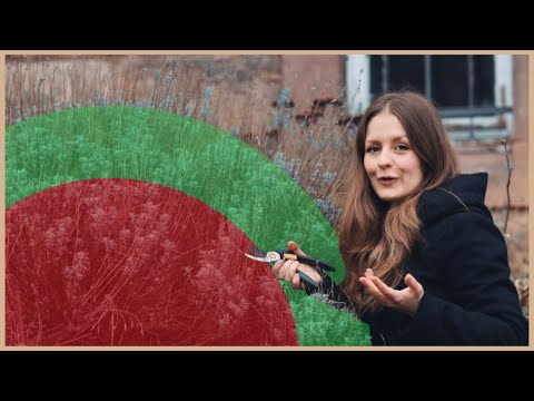 Blitzanleitung Lavendel schneiden: Vermeide diese Fehler beim Rückschnitt!
