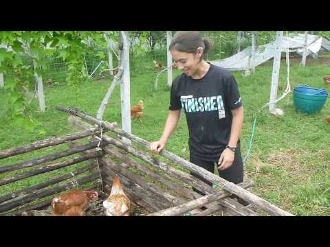 Permaculture: Making Compost Bin Inside Chicken Coop To Reduce Feeds Expense At Tantai Farm