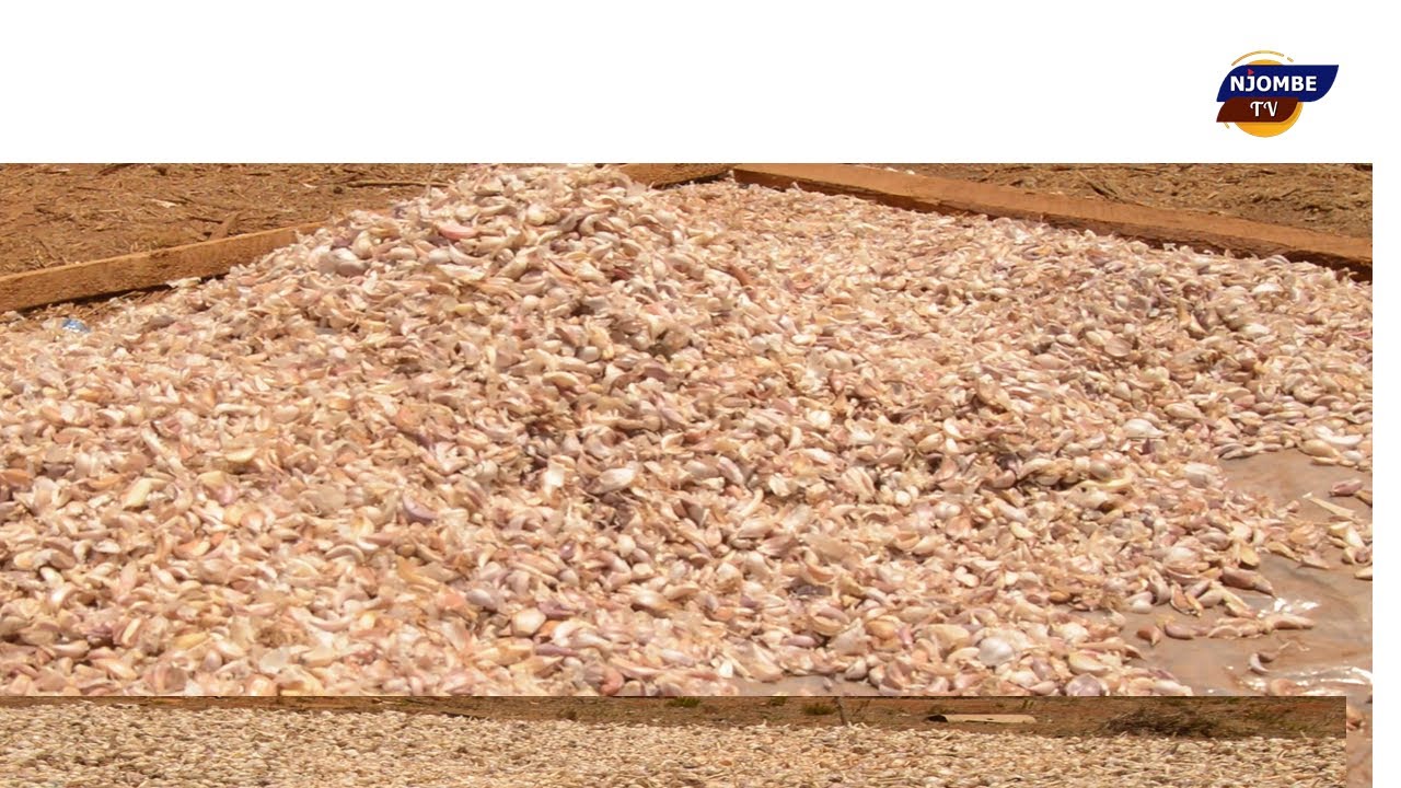 VITUNGUU SWAUMU EKARI MOJA FAIDA MILIONI 40 MIEZI 4 VANILLA VILLAGE NJOMBE 0629300200