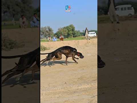 Super dog Racing #dog #shortvideos #trending
