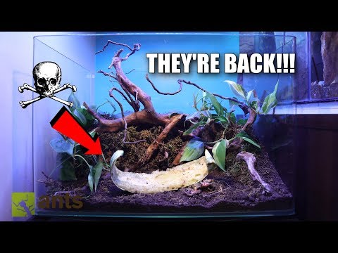 My Pet Ants Returned From The Dead