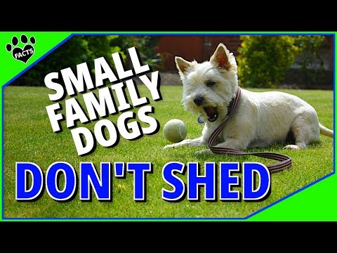 download lagu mp3 mp4 Familydogs Com, download lagu Familydogs Com gratis, unduh video klip Familydogs Com