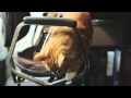 Esto es lo que pasa cuando dejas a tu hombre solo, con alcohol y el gato 