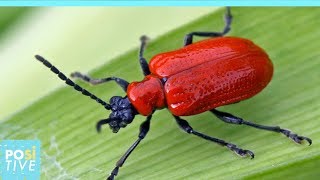 Life Cycle of the Red Lily Beetle | Positive