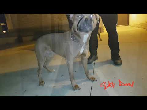 CHUBBZ LOC - GET IT IN  (GANG GANG GANG)