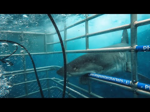 Great White Shark cage dive // Australia