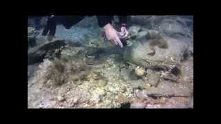 preview picture of video 'scuba diving in corfu sidari diaplo island'