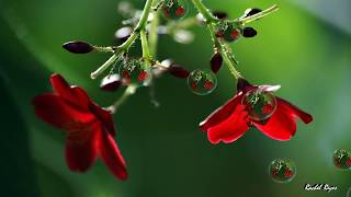 CAN&#39;T HELP FALLING IN LOVE - (RICHARD MARX / Lyrics)