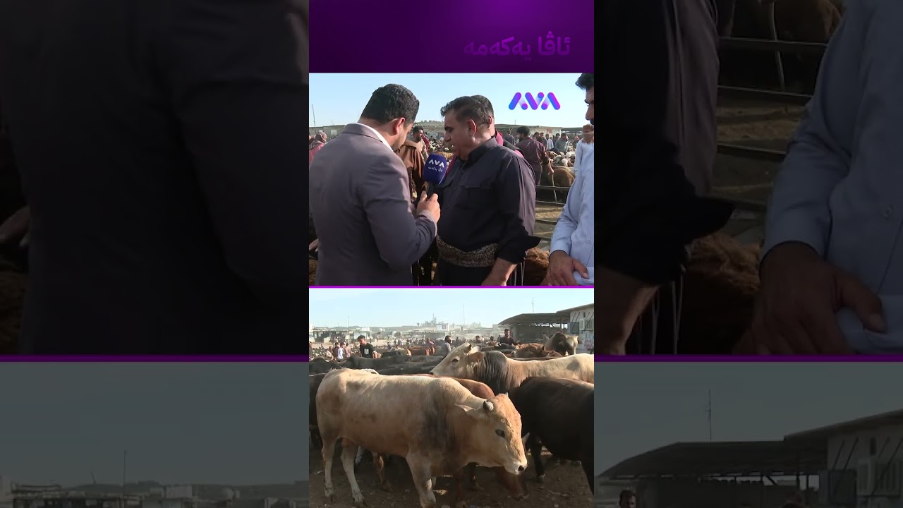 ڤیدیۆ | لەسەر گوێ بڕای دەبێتە دەمەقاڵێ