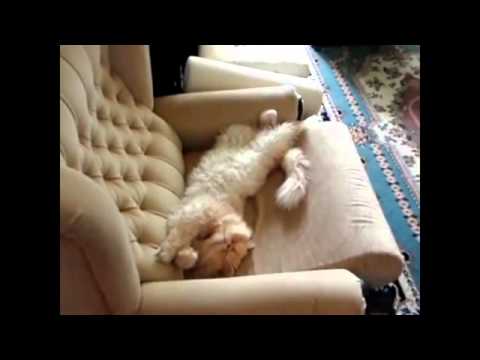 Funny cat compilation