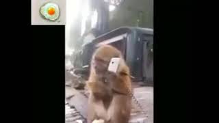 Download lagu Minang lucu Monyet minta hutang mp3 Download lagu Minang lucu Monyet minta hutang mp3