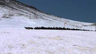 preview picture of video 'Troupeau de moutons sur la neige d'Oukaimeden'