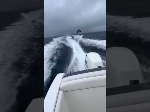 IT JUMPED IN! 😱 Delfín salta al bote para escapar de las Orcas #orcas #viral