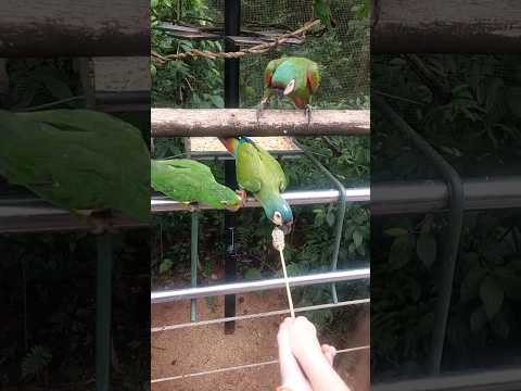 Maria Victoria alimentando os periquitos no Parque das Aves em Foz do Iguaçu #shows #animaislindos
