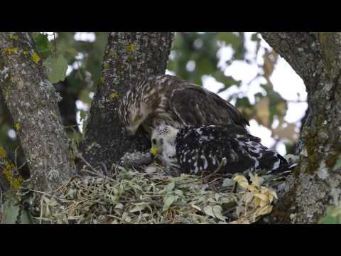 Female Honey Buzzard feeding wasp larvae to chick — kŕmenie mláďaťa larvami vôs.