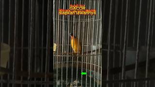 Download lagu Suara Kutilang Emas Emosi Gacor Cari Lawan mp3