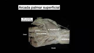 Vascularizazción e inervación MMSS - Anatomía