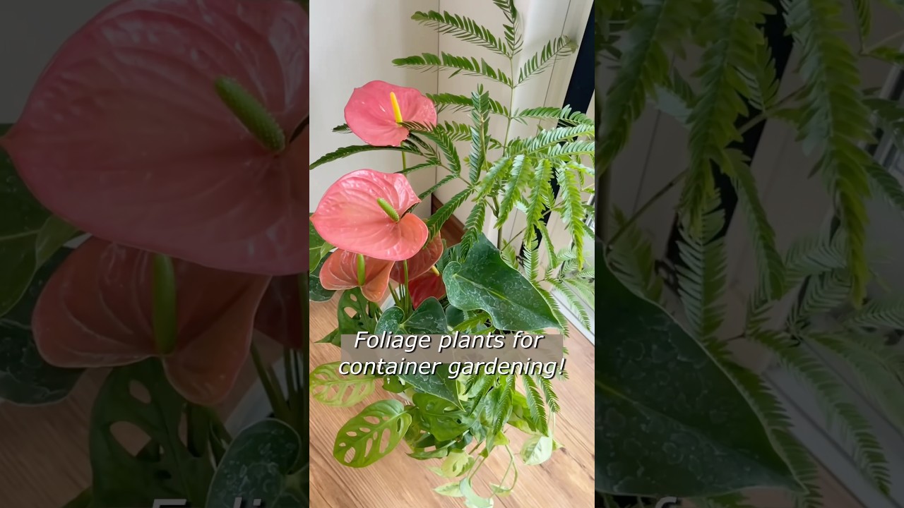 English ver/Foliage plants for container gardening! #garden #shorts #openingai