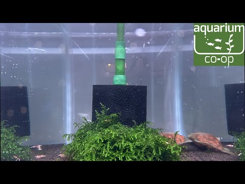 Why I chose to use Aquarium Co-op sponge filters