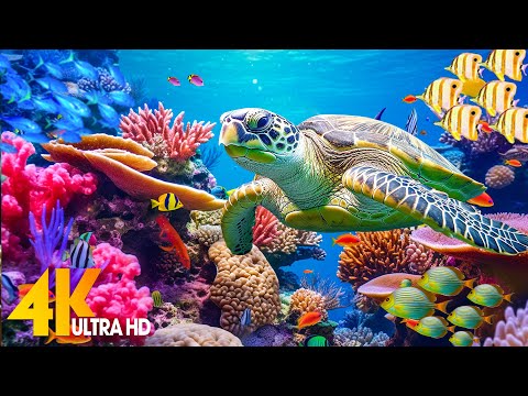 Ocean 4K - Sea Animals for Relaxation, Beautiful Coral Reef Fish in Aquarium (4K Video Ultra HD) #23