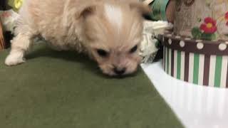 ハーフ犬の動画01