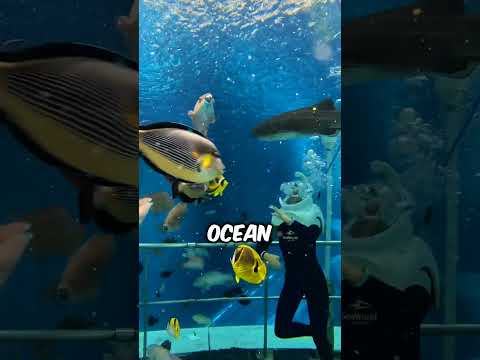 She Chased a Basketball… All the Way Around the WORLD 😳🏀