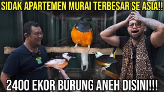 Download lagu SHOCKING THE LARGEST MURAI APARTMENT IN ASIA!!! 2,400 STRANGE BIRDS HERE!! MBRK #Audreykingofthej... mp3