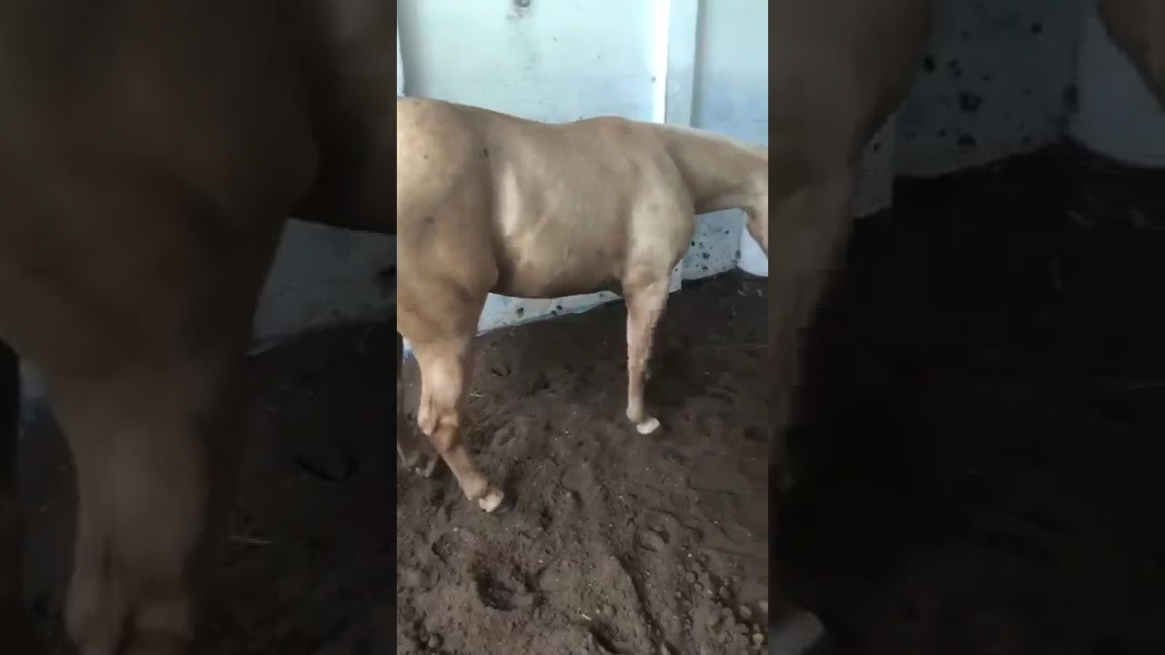 Sunny video