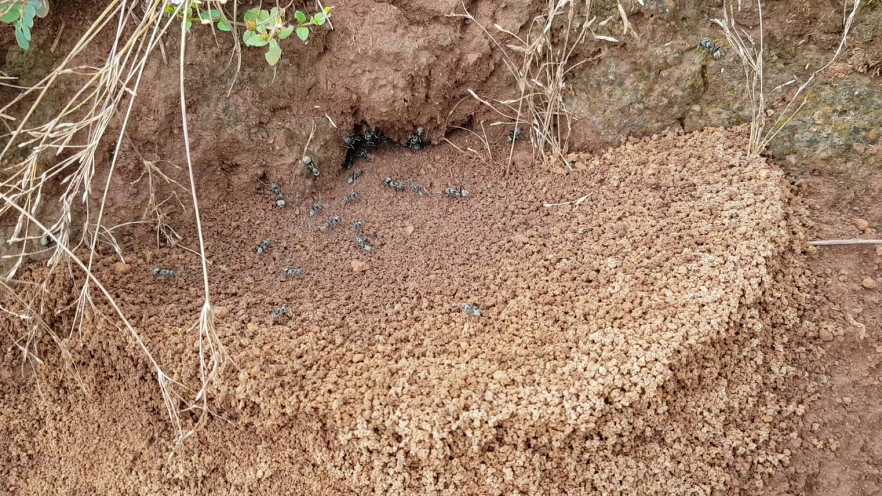 Ants Secret Power of the Nature Ants Secret Power of the Nature