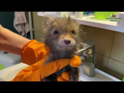 Cute fox became attached to a human after being rescue