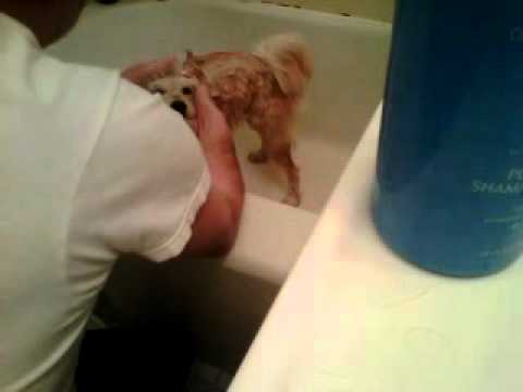 chucho spa acto 1.3GP