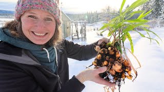 I Turned Homegrown Ginger Into 5 Delicious Winter Staples 