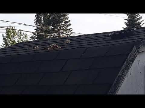 my crow friend gives gift.