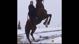 Sway rosemary clooney