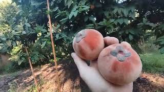 Miniatura do vídeo