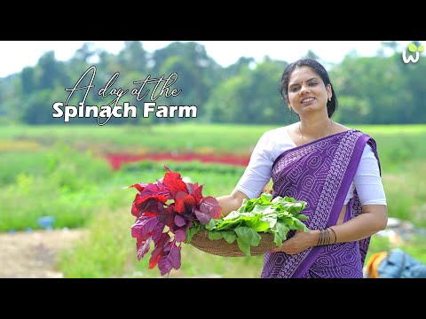 Kerala Village Style Red Spinach Vada & Black Pomfret Spinach Curry | Traditional Farm Fresh Recipes