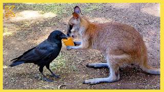 Animals Helping Each Other in Ways You Never Expected! ❤️🤣
