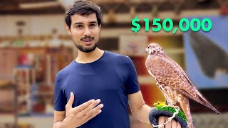 The Million Dollar Birds of Qatar!