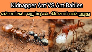 Kidnapper Ant vs Ant Colony | என்னங்கடா எறும்பு கூட கிட்னாப் பண்ணுது | Tamil | SIMPLE WORLD