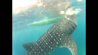 preview picture of video 'Swimming with the Whale Sharks in Oslob, Cebu'