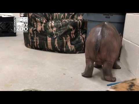 Baby hippo Fiona takes her first steps at Cincinnati Zoo