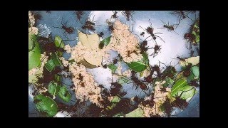 O Triste Fim de Policarpo Quaresma - Lima de Barreto.wmv