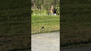 オーストラリア🇦🇺の鳩