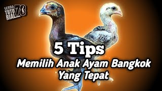 Download lagu 5 Tips Memilih Anak Ayam Bangkok Yang Tepat & Bagus Nantinya mp3 Download lagu 5 Tips Memilih Anak Ayam Bangkok Yang Tepat & Bagus Nantinya mp3
