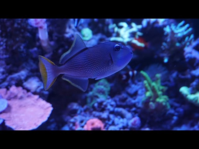 100 Gallon SPS Reef Tank Update (Voice)