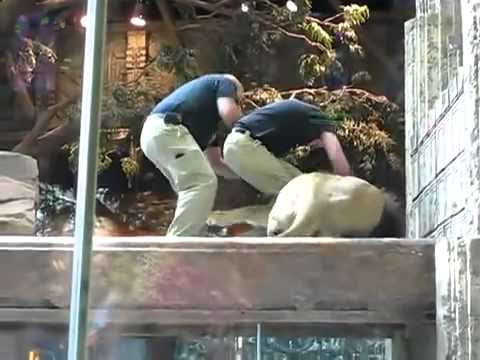 Leoa salva homem de ataque de leão