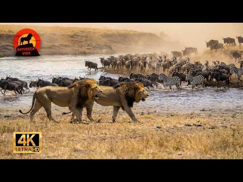 SOBREVIVIR NÓMADA - El Conflicto Más Brutal De La Sabana #animalessalvajes | NATUREZA VIDA