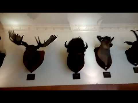 Raji related videos Unveiling the Secrets of Nottingham Deer Park Museum - Where History Roams Free