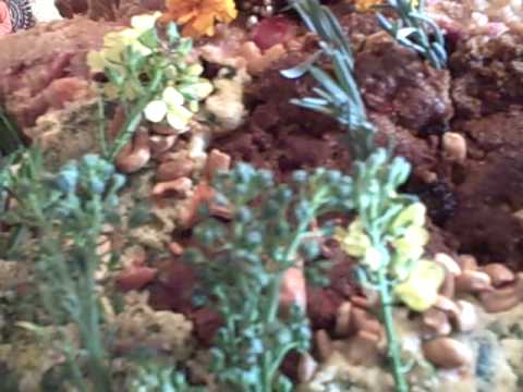 Govardhana puja Festival, first kirtan by Damaghosa das