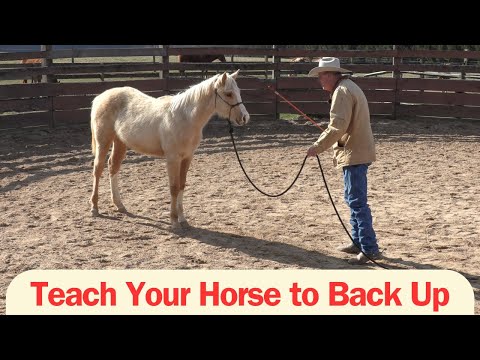 Teach Your Horse to Back Up